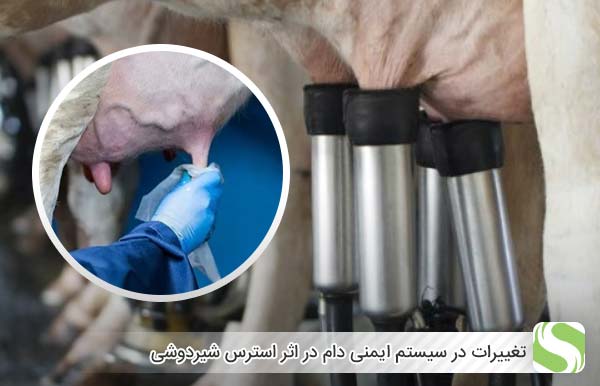 تغییرات در سیستم ایمنی دام در اثر استرس شیردوشی - اندیشه سبز