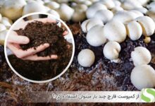 از کمپوست قارچ چند بار میتوان استفاده کرد؟ - اندیشه سبز