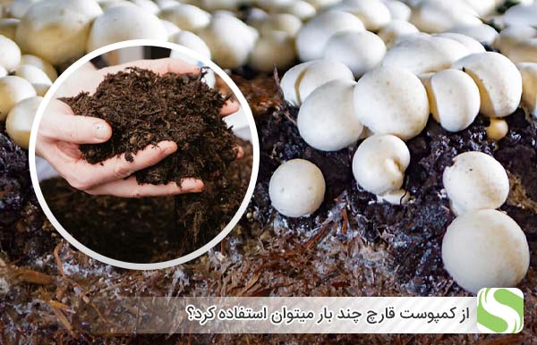 از کمپوست قارچ چند بار میتوان استفاده کرد؟ - اندیشه سبز