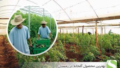 بهترین محصول گلخانه در زمستان - اندیشه سبز