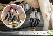اصول و نکات مهم دوشش شیر گاو با دستگاه - اندیشه سبز