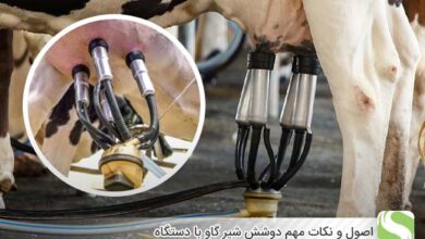 اصول و نکات مهم دوشش شیر گاو با دستگاه - اندیشه سبز