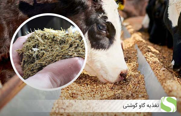 تغذیه گاو گوشتی - اندیشه سبز
