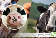 تفاوت بین گاوهای شیری و گوشتی چیست؟ - اندیشه سبز