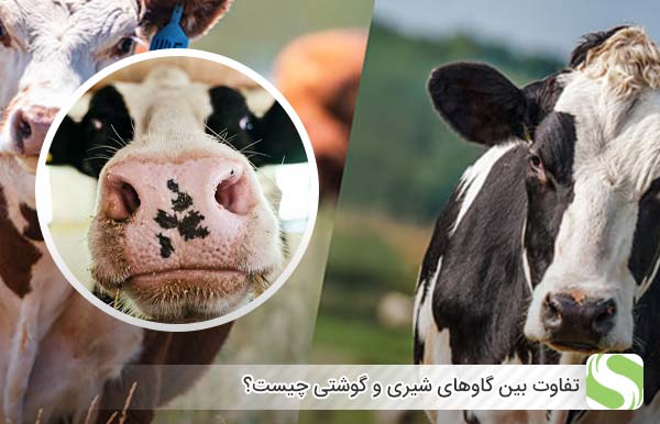 تفاوت بین گاوهای شیری و گوشتی چیست؟ - اندیشه سبز