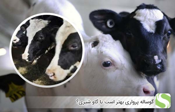 گوساله پرواری بهتر است یا گاو شیری؟ - اندیشه سبز