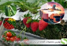بهترین محصولات گلخانه ای برای صادرات - اندیشه سبز