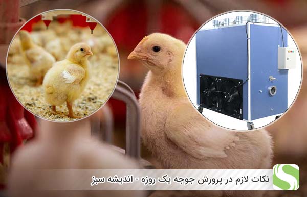 نکات لازم در پرورش جوجه یک روزه - اندیشه سبز