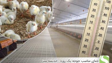 دمای مناسب جوجه یک روزه - اندیشه سبز