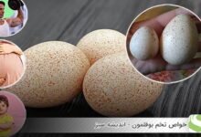 خواص تخم بوقلمون - اندیشه سبز