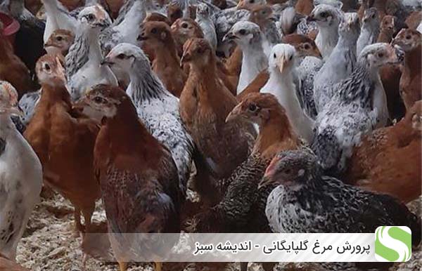 پرورش مرغ گلپایگانی - اندیشه سبز