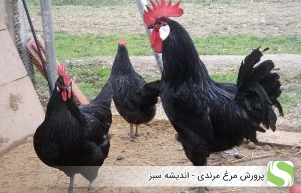 پرورش مرغ مرندی - اندیشه سبز