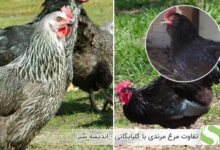 تفاوت مرغ مرندی با گلپایگانی - اندیشه سبز