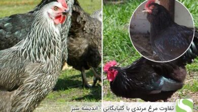 تفاوت مرغ مرندی با گلپایگانی - اندیشه سبز