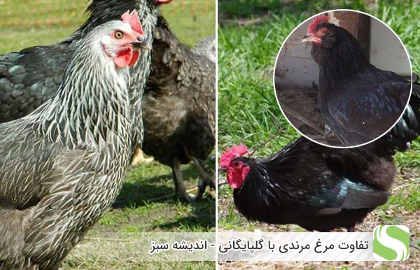 تفاوت مرغ مرندی با گلپایگانی - اندیشه سبز