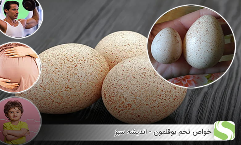 خواص تخم بوقلمون - اندیشه سبز