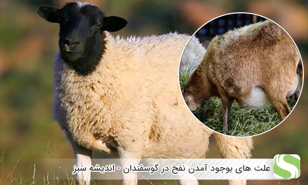 علت های بوجود آمدن نفخ در گوسفند - اندیشه سبز