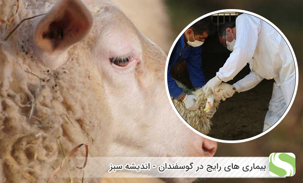 10 بیماری رایج در گوسفندان - اندیشه سبز