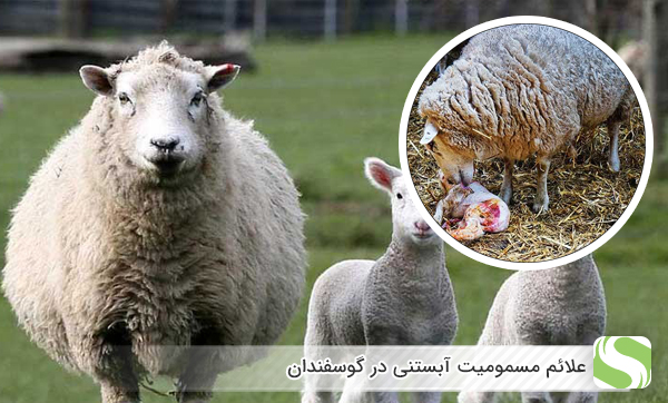مسمومیت آبستنی در گوسفندان - اندیشه سبز