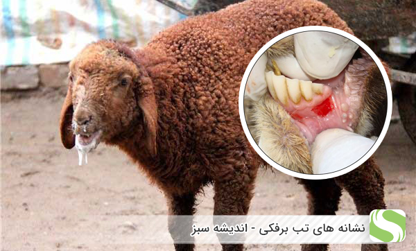 نشانه های تب برفکی در گوسفندان - اندیشه سبز