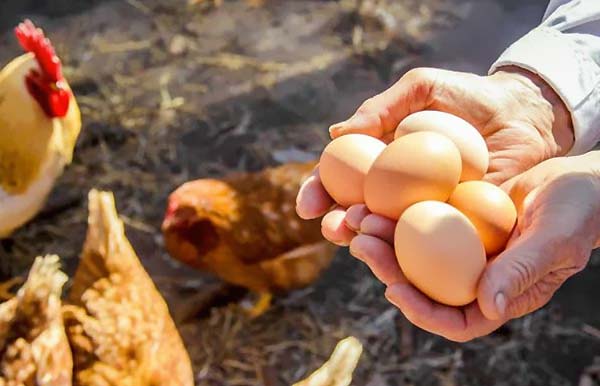 اصول و نگهداری از مرغ تخمگذار - اندیشه سبز