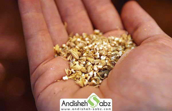 بررسی مواد غذایی غاز