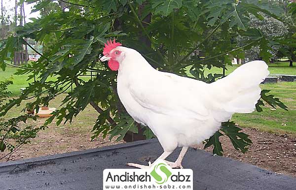 خصوصیات ویژه مرغ تخمگذار لگرن