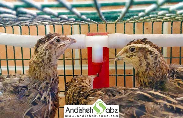 آب خوردن بلدرچین