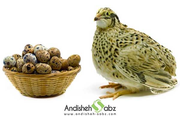 بلدرچین تخم گذار
