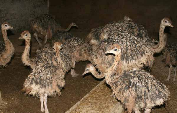بهداشت سالن های نگهداری - اندیشه سبز