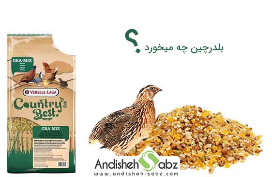 غذای اصلی بلدرچین