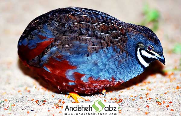 بلدرچین چینی
