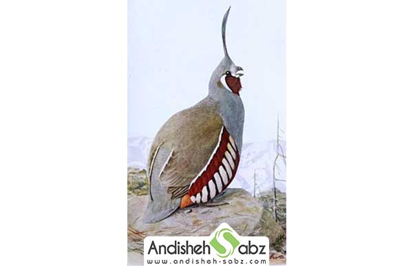 بلدرچین کوهی