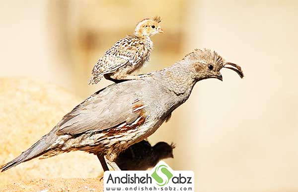 بلدرچین گامبولی در طبیعت
