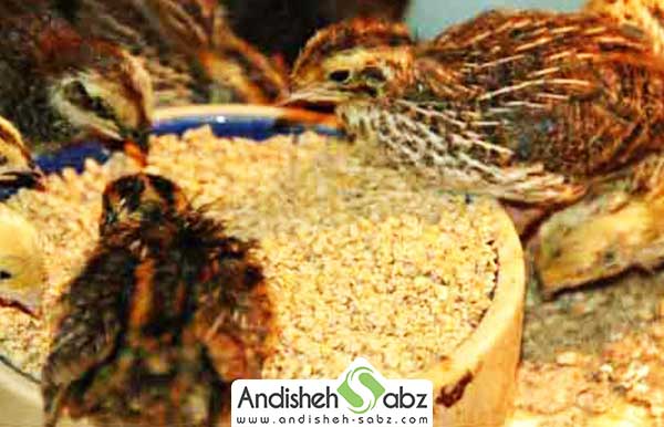 تغذیه بلدرچین