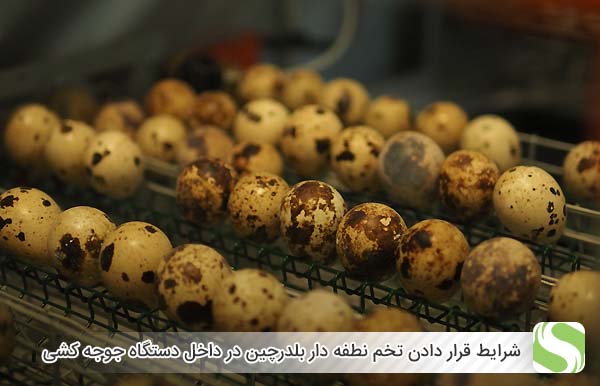 شرایط قرار دادن تخم ها در داخل دستگاه جوجه کشی به چه صورت است - اندیشه سبز