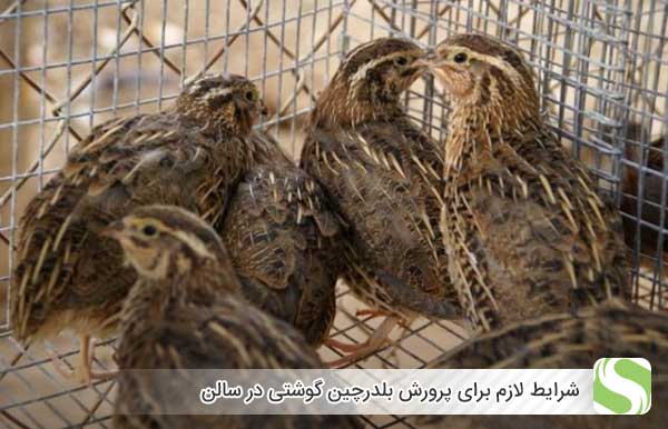 شرایط لازم برای پرورش بلدرچین گوشتی در سالن - اندیشه سبز