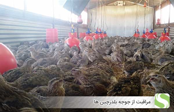 مراقبت از جوجه بلدرچین ها  - اندیشه سبز