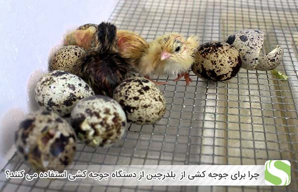 چرا برای جوجه کشی از تخم های نطفه دار بلدرچین از دستگاه جوجه کشی استفاده می کنند - اندیشه سبز