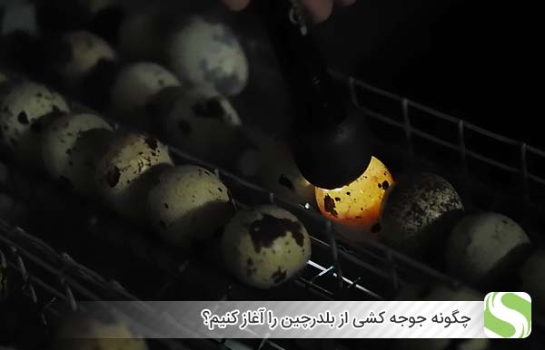 چگونه جوجه کشی از بلدرچین را آغاز کنیم - اندیشه سبز