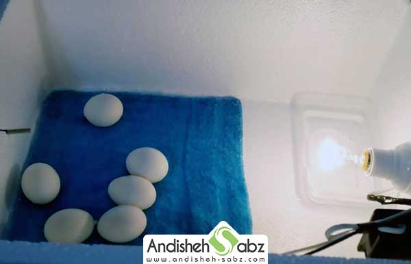 اطلاعات لازم برای جوجه کشی از تخم مرغ - فروشگاه اینترنتی اندیشه سبز