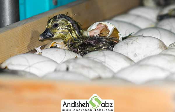 جوجه کشی غاز به صورت طبیعی