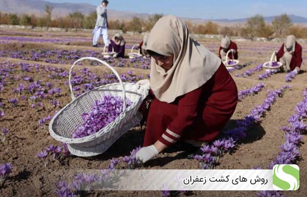 روش های کشت زعفران - اندیشه سبز