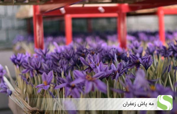 مه پاش زعفران - اندیشه سبز