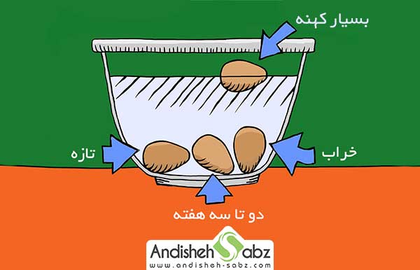 تشخیص تخم نطفه دار سالم از کهنه