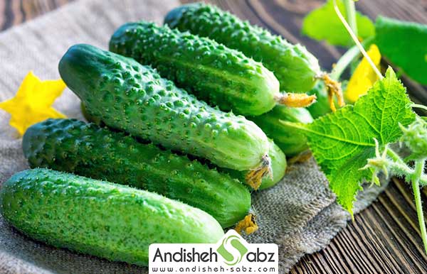 سیستم گرمایشی مخصوص گلخانه خیار - اندیشه سبز