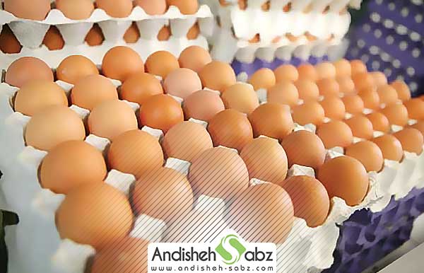 نگه داری و انبار تخم نطفه دار قبل از جوجه کشی - فروشگاه اینترنتی اندیشه سبز