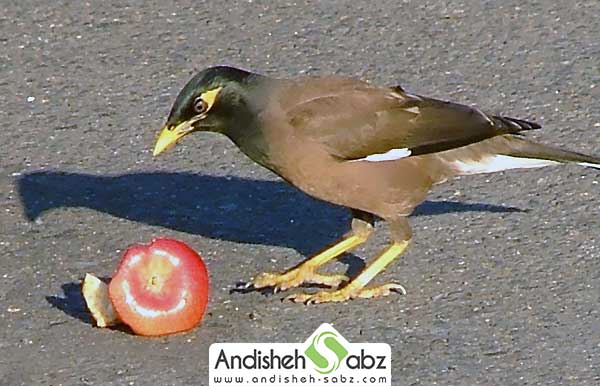 میوه ها و سبزیجاتی که مرغ مینا
