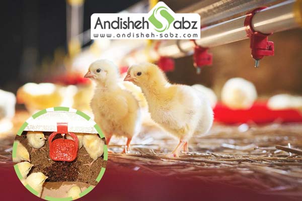 استفاده از آبخوری نیپل برای خیس نشدن کف مرغداری - اندیشه سبز