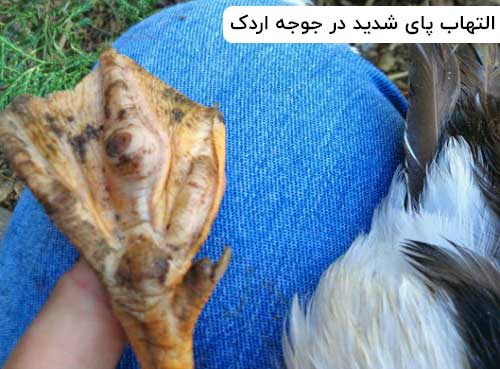 التهاب پا در جوجه اردک ها